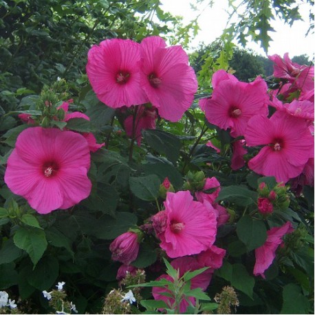 Hibiscus moscheutos Rosea